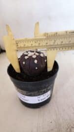 ASTROPHYTUM ASTERIAS “Purple”  Nº 937 – vaso 09