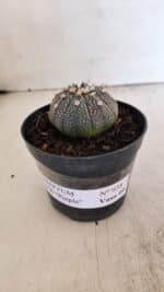 ASTROPHYTUM ASTERIAS “Purple”  Nº 938 – vaso 09 - Imagem 2