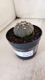 ASTROPHYTUM ASTERIAS “Purple”  Nº 938 – vaso 09 - Imagem 9
