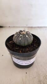 ASTROPHYTUM ASTERIAS “Purple”  Nº 938 – vaso 09 - Imagem 8