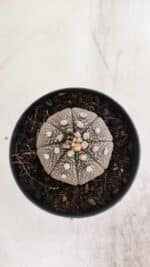 ASTROPHYTUM ASTERIAS “Purple”  Nº 938 – vaso 09 - Imagem 3