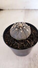 ASTROPHYTUM ASTERIAS “Purple”  Nº 938 – vaso 09 - Imagem 7