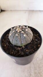 ASTROPHYTUM ASTERIAS “Purple”  Nº 938 – vaso 09 - Imagem 6