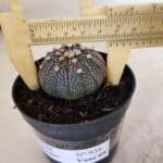 ASTROPHYTUM ASTERIAS “Purple”  Nº 938 – vaso 09