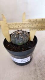 ASTROPHYTUM ASTERIAS “Purple”  Nº 938 – vaso 09
