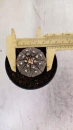 ASTROPHYTUM ASTERIAS “Purple”  Nº 938 – vaso 09 - Imagem 5