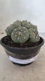 ASTROPHYTUM ASTERIAS "Colônia”  Nº 900 – Cuia 13 - Imagem 4