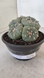 ASTROPHYTUM ASTERIAS "Colônia”  Nº 900 – Cuia 13 - Imagem 8