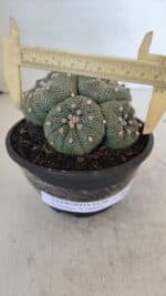 ASTROPHYTUM ASTERIAS "Colônia”  Nº 900 – Cuia 13 - Imagem 6