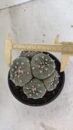 ASTROPHYTUM ASTERIAS "Colônia”  Nº 900 – Cuia 13 - Imagem 7