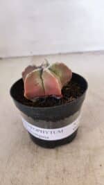 ASTROPHYTUM MYRIOSTIGMA Nº 1050 – vaso 09 - Imagem 2
