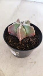 ASTROPHYTUM MYRIOSTIGMA Nº 1050 – vaso 09 - Imagem 7