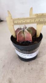 ASTROPHYTUM MYRIOSTIGMA Nº 1050 – vaso 09 - Imagem 4