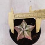 ASTROPHYTUM MYRIOSTIGMA Nº 1050 – vaso 09