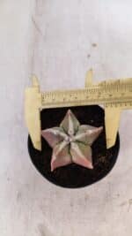 ASTROPHYTUM MYRIOSTIGMA Nº 1050 – vaso 09