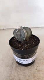 ASTROPHYTUM MYRIOSTIGMA Nº 1051 – vaso 09 - Imagem 2