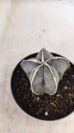 ASTROPHYTUM MYRIOSTIGMA Nº 1051 – vaso 09 - Imagem 5