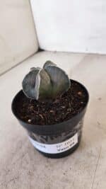 ASTROPHYTUM MYRIOSTIGMA Nº 1051 – vaso 09 - Imagem 10