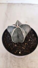 ASTROPHYTUM MYRIOSTIGMA Nº 1051 – vaso 09 - Imagem 8