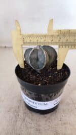 ASTROPHYTUM MYRIOSTIGMA Nº 1051 – vaso 09 - Imagem 4