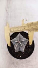 ASTROPHYTUM MYRIOSTIGMA Nº 1051 – vaso 09