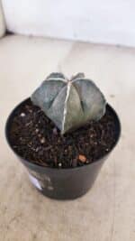 ASTROPHYTUM MYRIOSTIGMA Nº 1051 – vaso 09 - Imagem 7