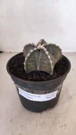 ASTROPHYTUM MYRIOSTIGMA Nº 1052 – vaso 15 - Imagem 2