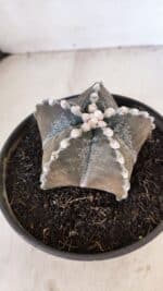 ASTROPHYTUM MYRIOSTIGMA Nº 1052 – vaso 15 - Imagem 7