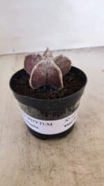 ASTROPHYTUM MYRIOSTIGMA Nº 1055 – vaso 09 - Imagem 2