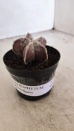 ASTROPHYTUM MYRIOSTIGMA Nº 1055 – vaso 09 - Imagem 9