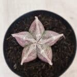 ASTROPHYTUM MYRIOSTIGMA Nº 1055 – vaso 09