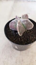 ASTROPHYTUM MYRIOSTIGMA Nº 1055 – vaso 09 - Imagem 7