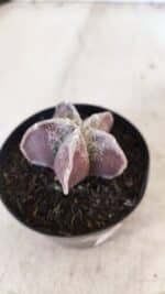 ASTROPHYTUM MYRIOSTIGMA Nº 1055 – vaso 09 - Imagem 6