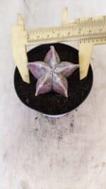 ASTROPHYTUM MYRIOSTIGMA Nº 1055 – vaso 09 - Imagem 5