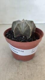 ASTROPHYTUM MYRIOSTIGMA Nº 876 – vaso 11 - Imagem 2