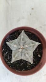 ASTROPHYTUM MYRIOSTIGMA Nº 876 – vaso 11 - Imagem 3