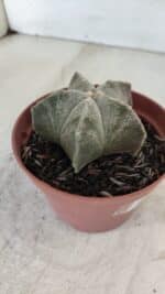 ASTROPHYTUM MYRIOSTIGMA Nº 876 – vaso 11 - Imagem 7