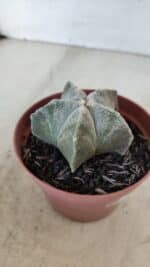 ASTROPHYTUM MYRIOSTIGMA Nº 876 – vaso 11 - Imagem 6
