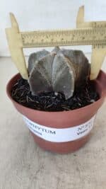 ASTROPHYTUM MYRIOSTIGMA Nº 876 – vaso 11 - Imagem 4