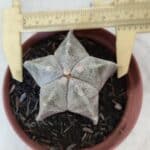 ASTROPHYTUM MYRIOSTIGMA Nº 876 – vaso 11