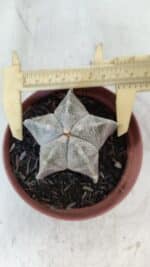 ASTROPHYTUM MYRIOSTIGMA Nº 876 – vaso 11