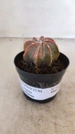 ASTROPHYTUM MYRIOSTIGMA "Multicostatum" Nº 1054 – vaso 09 - Imagem 2