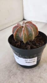 ASTROPHYTUM MYRIOSTIGMA "Multicostatum" Nº 1054 – vaso 09 - Imagem 8