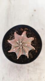 ASTROPHYTUM MYRIOSTIGMA "Multicostatum" Nº 1054 – vaso 09 - Imagem 3