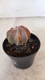 ASTROPHYTUM MYRIOSTIGMA "Multicostatum" Nº 1054 – vaso 09 - Imagem 7