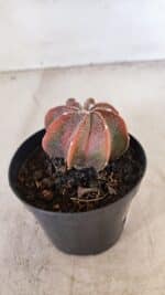 ASTROPHYTUM MYRIOSTIGMA "Multicostatum" Nº 1054 – vaso 09 - Imagem 6