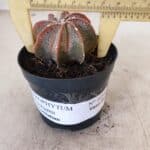 ASTROPHYTUM MYRIOSTIGMA "Multicostatum" Nº 1054 – vaso 09