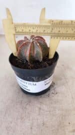 ASTROPHYTUM MYRIOSTIGMA "Multicostatum" Nº 1054 – vaso 09