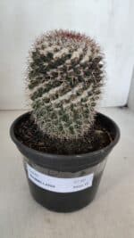 CACTOS Mammillaria Nº 80 – vaso 15 - Imagem 2