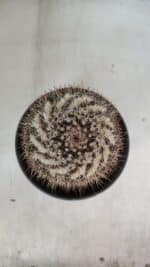 CACTOS Mammillaria Nº 80 – vaso 15 - Imagem 3